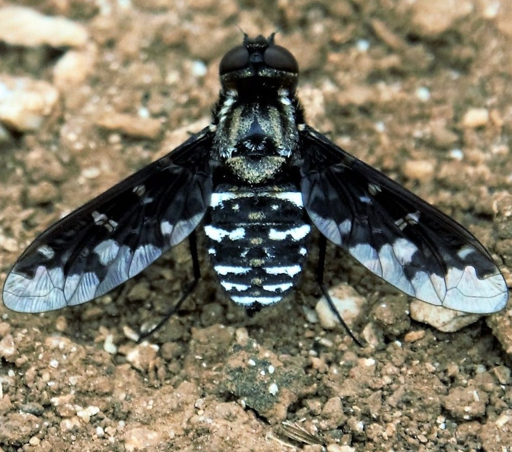 Tabanidae?  No,  Bombyliidae:  Exoporosopa jacchus
